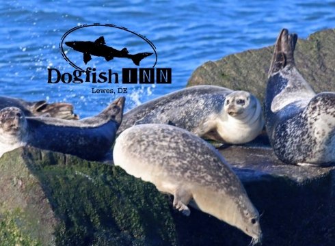 Winter Delmarva Dogfish BirdINNg Weekend 