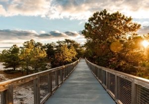 Nature Art in the Park: Observing and Drawing Nature