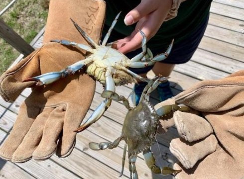Crabbing 101