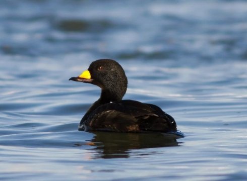 Scoters & Seals