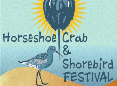 Horseshoe Crab and Shorebird Festival 