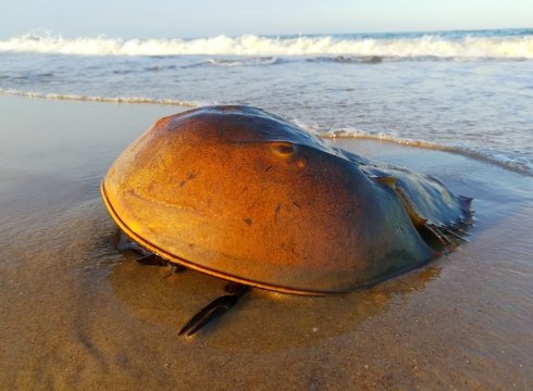 Full Moon Horseshoe Crab Walk