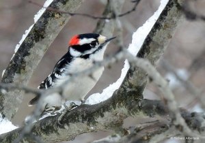 Winter Visitors Bird Walk