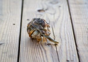 Citizen Science at the Shore