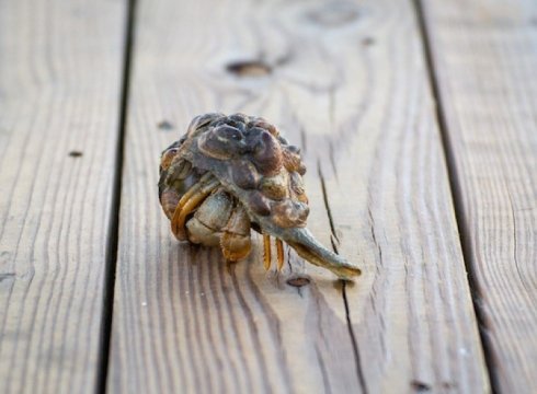 Citizen Science at the Shore