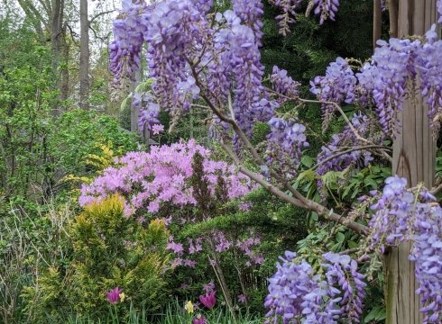 Mid Spring Flowering Spectacle
