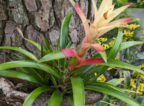 Flowers and Pollinators of August