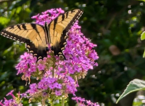 Garden Open Day Celebrating Pollinators