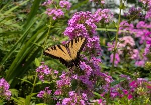 Peak of Pollinators Garden Open Day