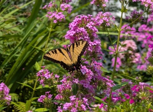 Peak of Pollinators Garden Open Day