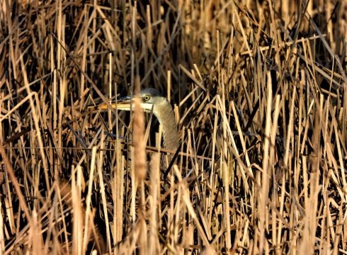 Marsh Exploration