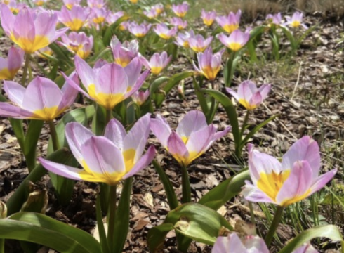 Spring Bulb Tour