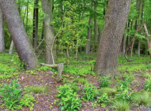 Wonders of the Woodland