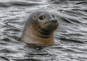 Seal Watching Tour