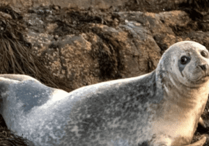 Seal Watching-Lewes Ferry Terminal