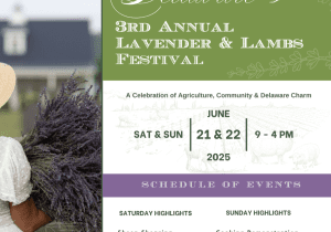 Lavender & Lambs Festival