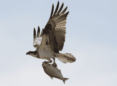 Ospreys, Eagles & Ales