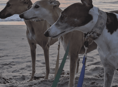 Greyhounds Reach the Beach