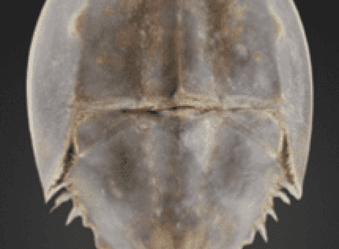 International Horseshoe Crab Day