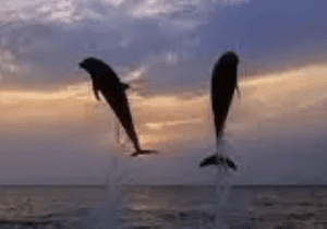 Dolphin Sunset Cruise • Lewes Ferry