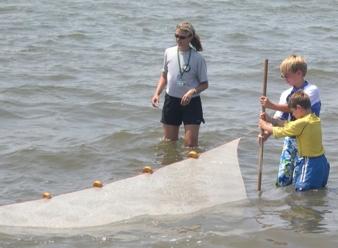 Seining the Bay at Holts Landing