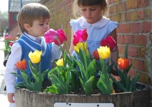 17th annual Lewes Tulip Celebration