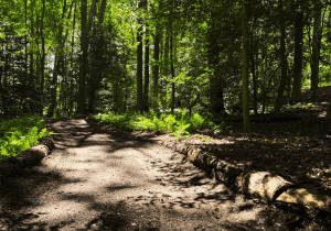 Wonders of the Woodlands