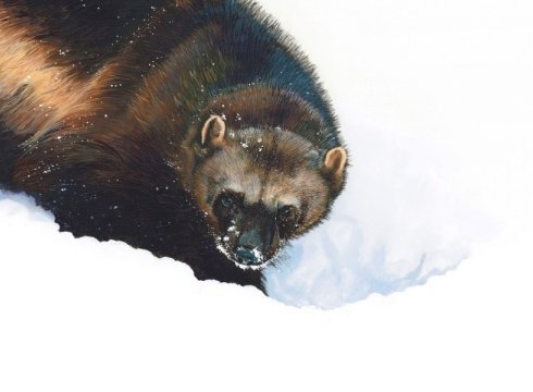 "Wildlife and Nature Art": Works by Steve Oliver