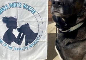 Yappy Hour with Grass Roots Rescue