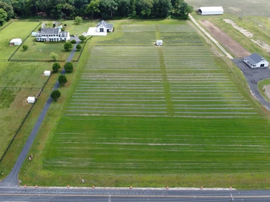 Brittingham Farms