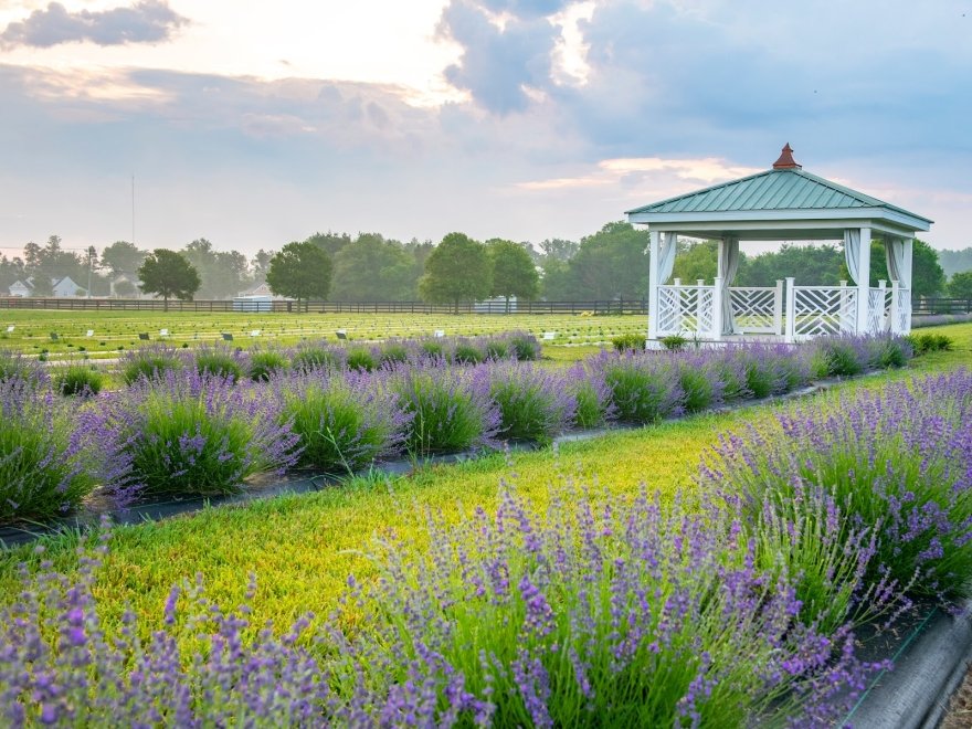 Brittingham Farms