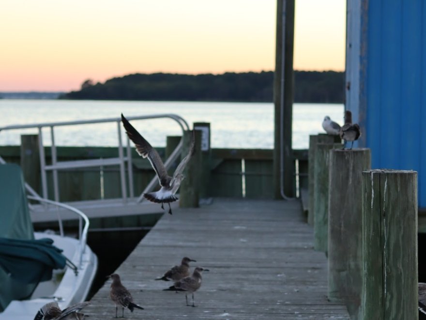 Dewey Beach Yacht Club