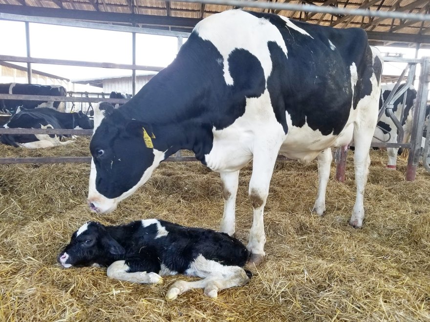 Hopkins Farm Creamery