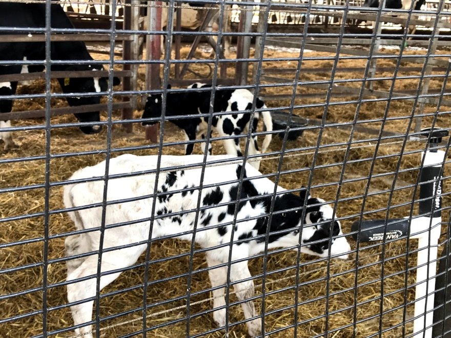 Hopkins Farm Creamery
