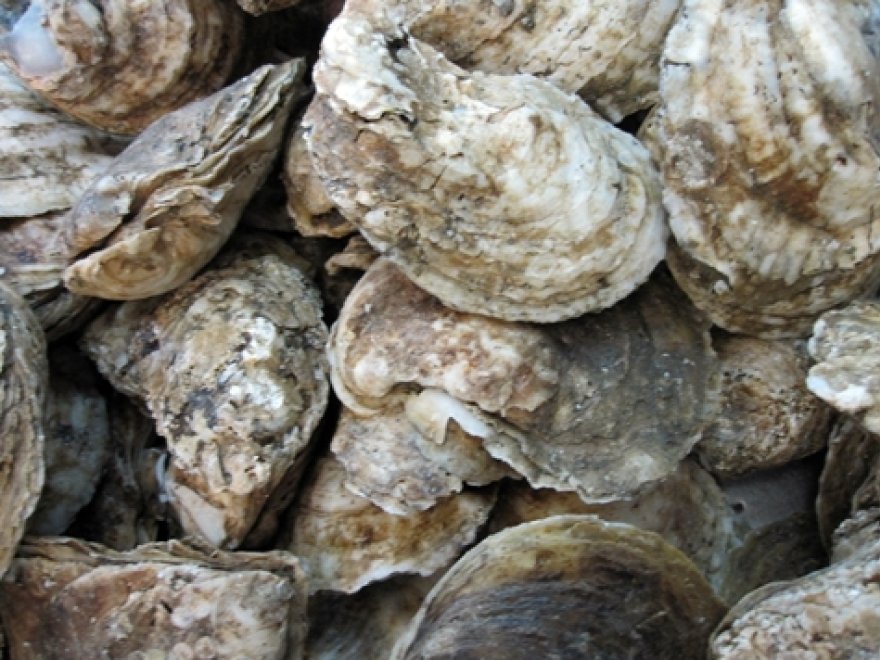 Lewes Fishhouse Seafood Market