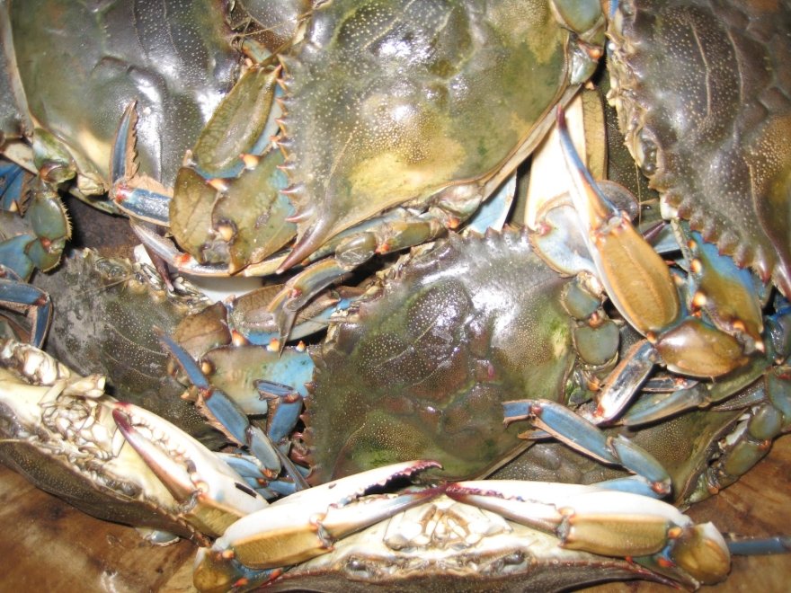 Lewes Fishhouse Seafood Market