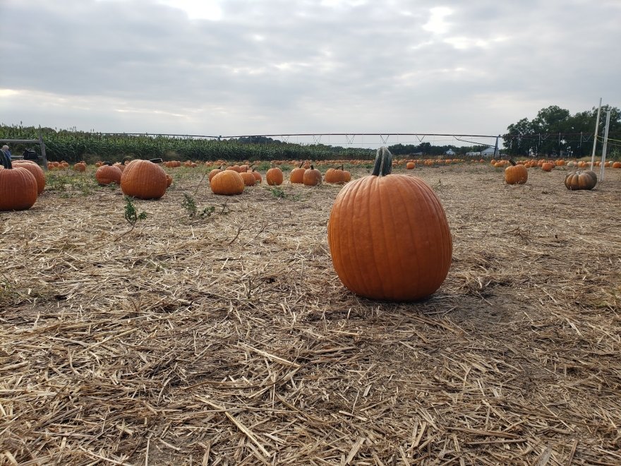 Mr. Pepper's Pumpkin Patch