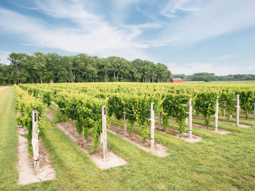 Salted Vines Vineyard & Winery