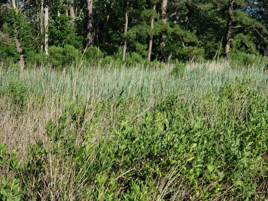 Bethany Beach Nature Center