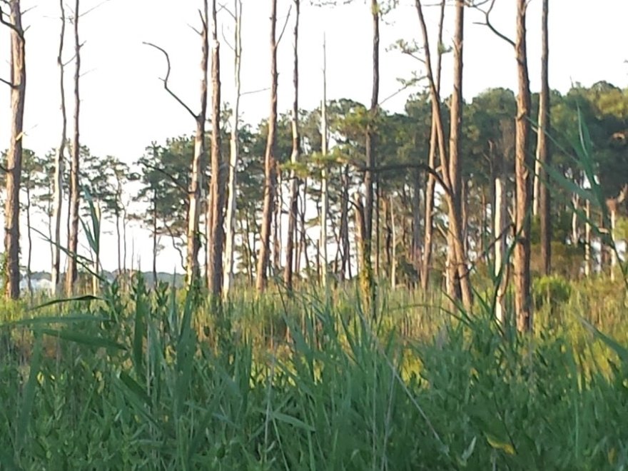 Bethany Beach Nature Center