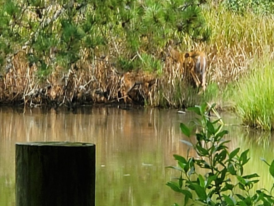 Bethany Beach Nature Center