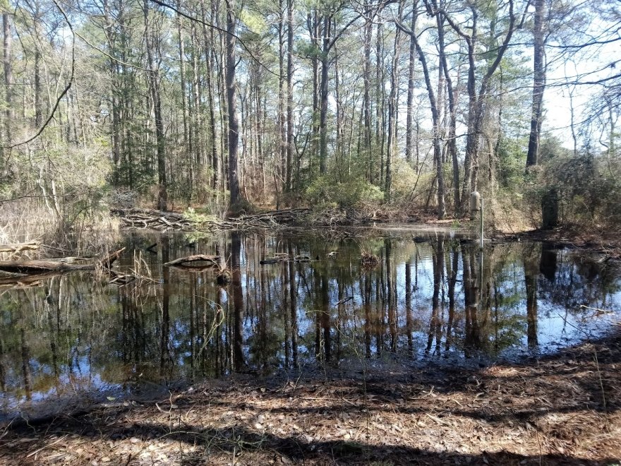 Assawoman Wildlife Area