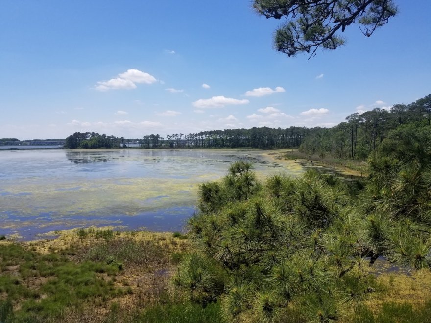 Assawoman Wildlife Area