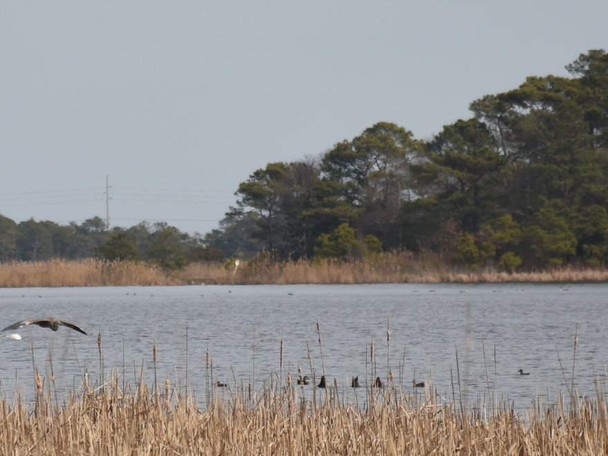 Assawoman Wildlife Area