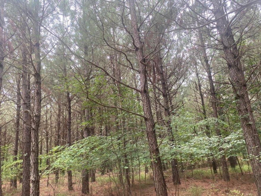 Redden State Forest