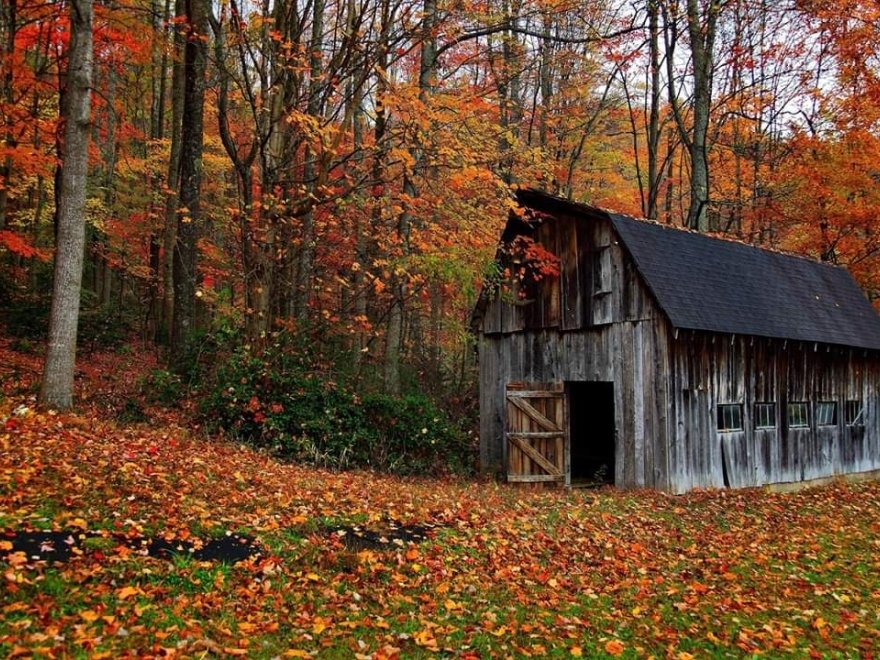 Redden State Forest