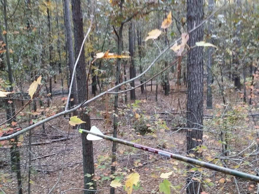 Redden State Forest