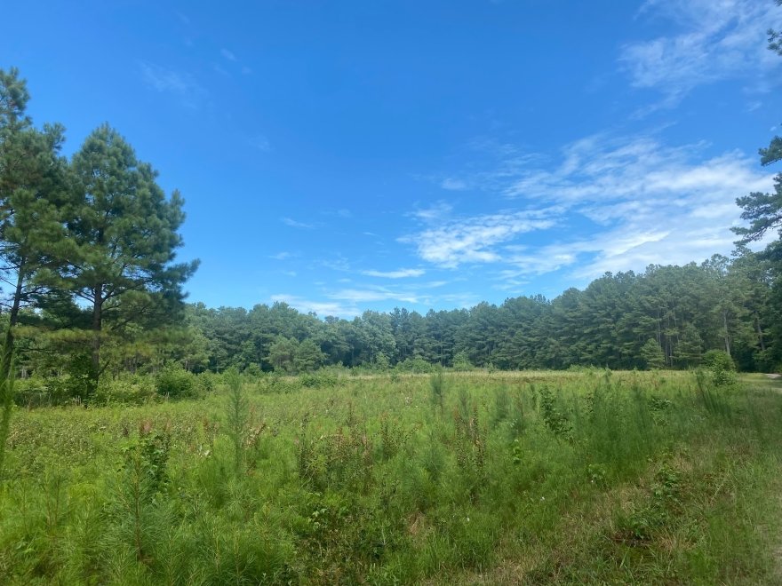 Redden State Forest