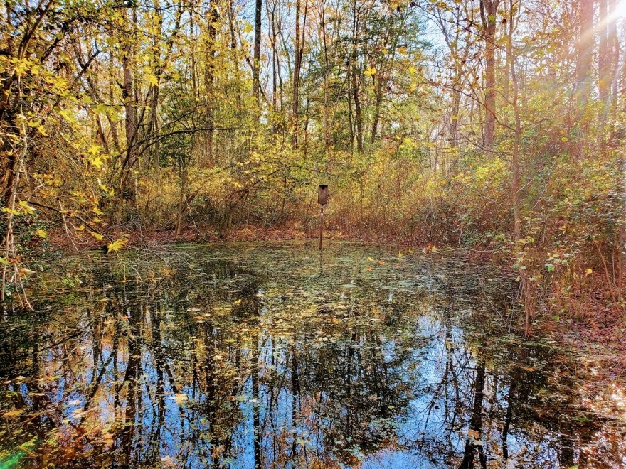 Redden State Forest