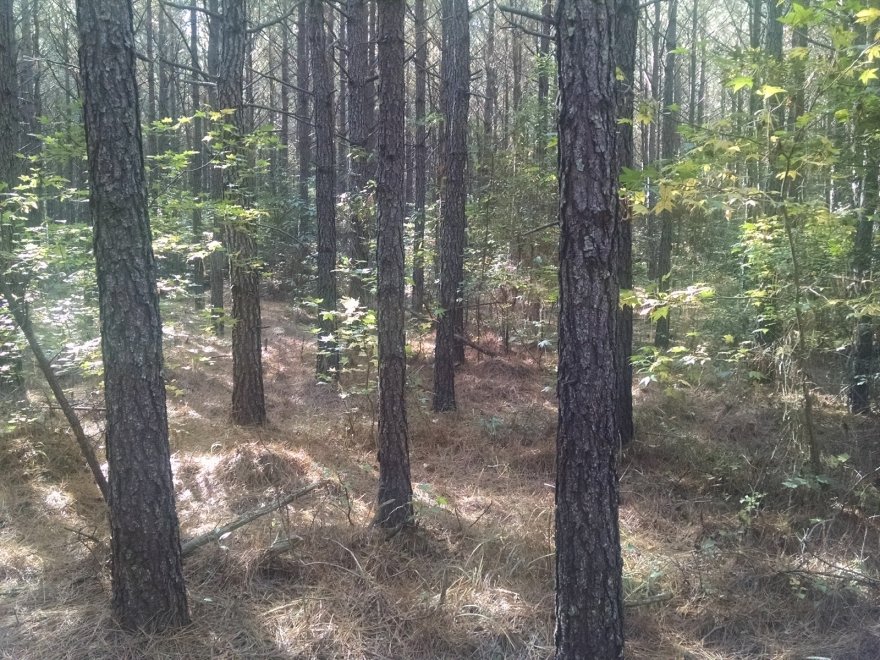 Redden State Forest